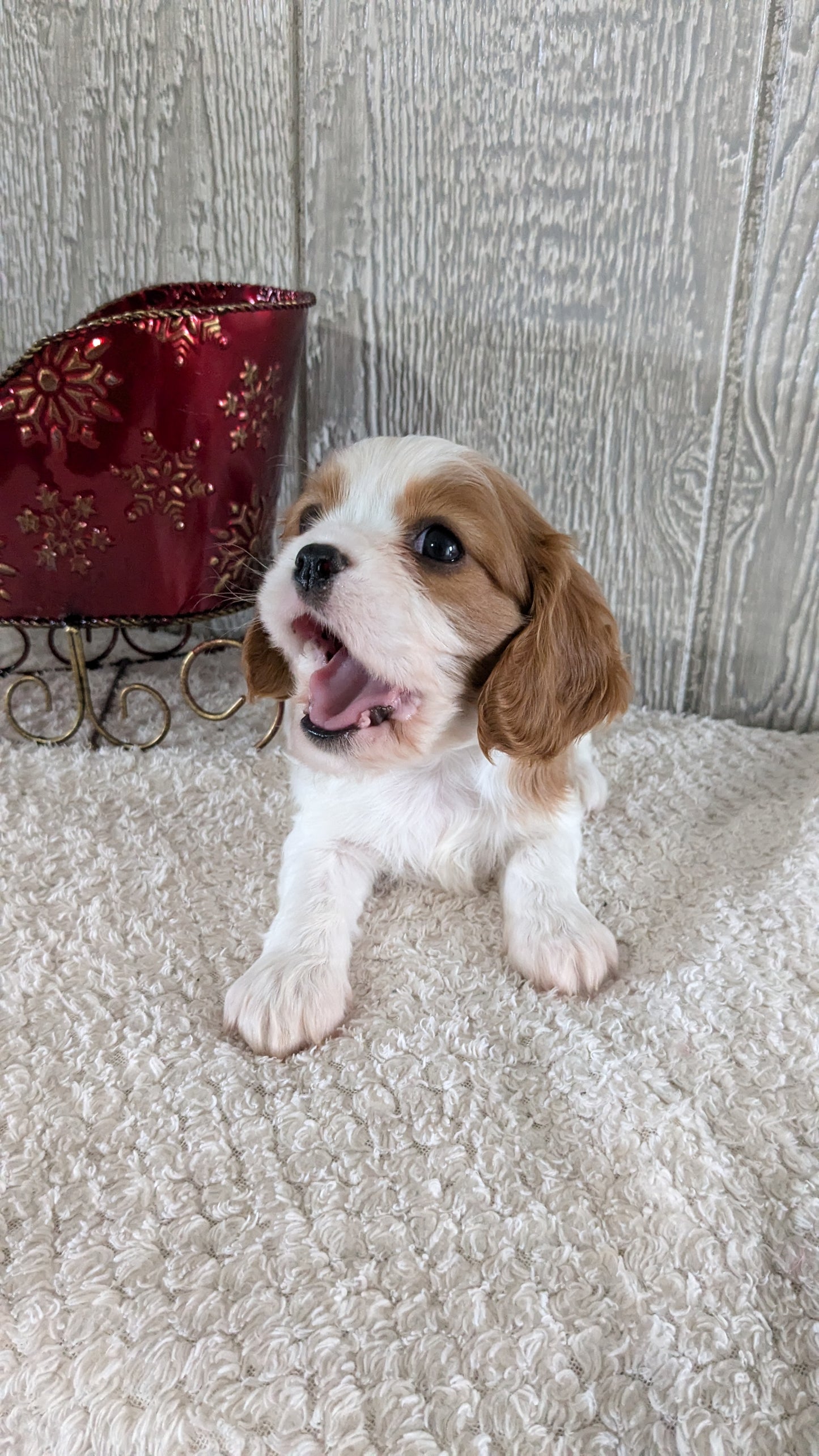 CAVALIER (09/12) MALE