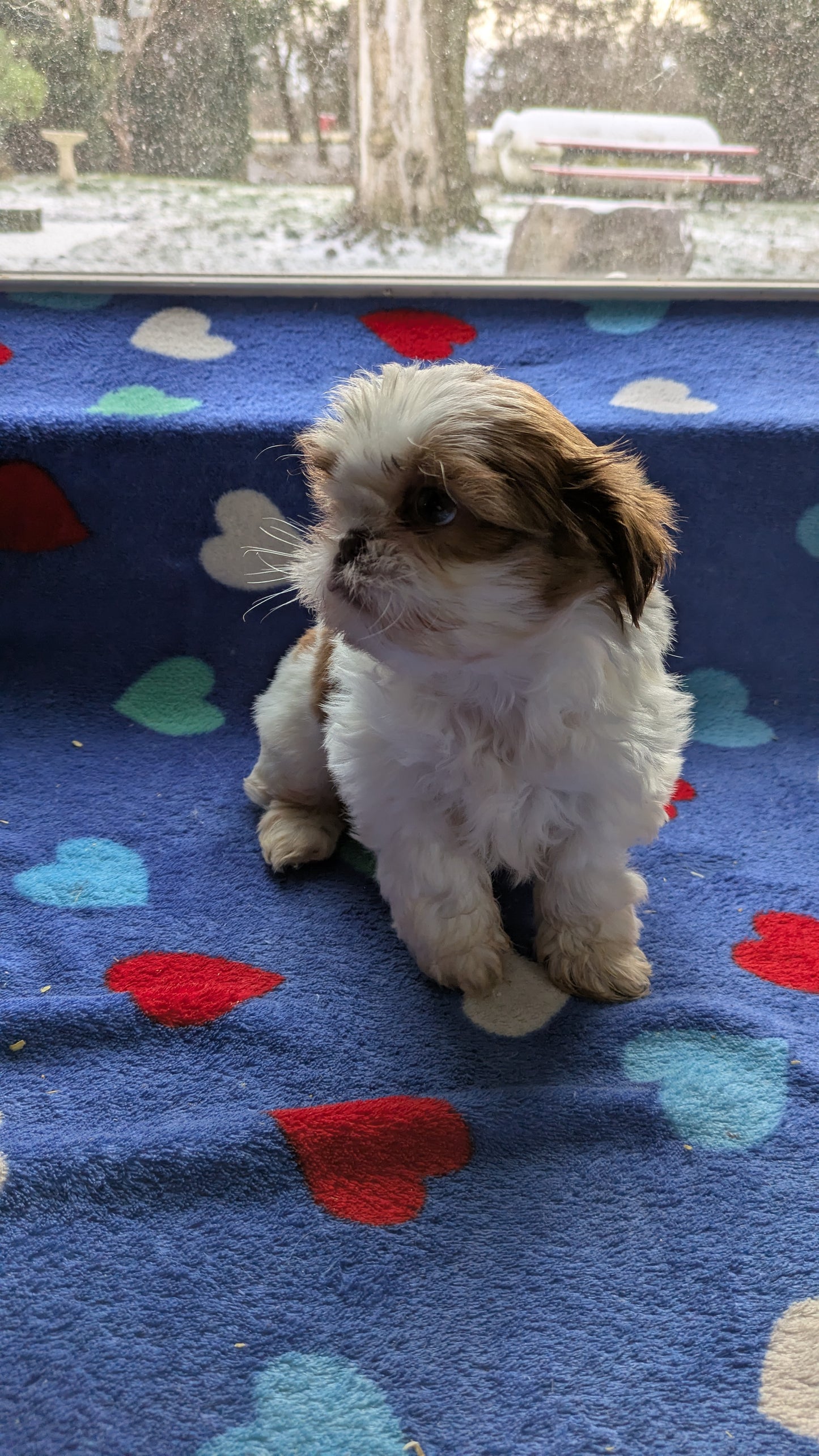 SHIH TZU (10/22) FEMALE