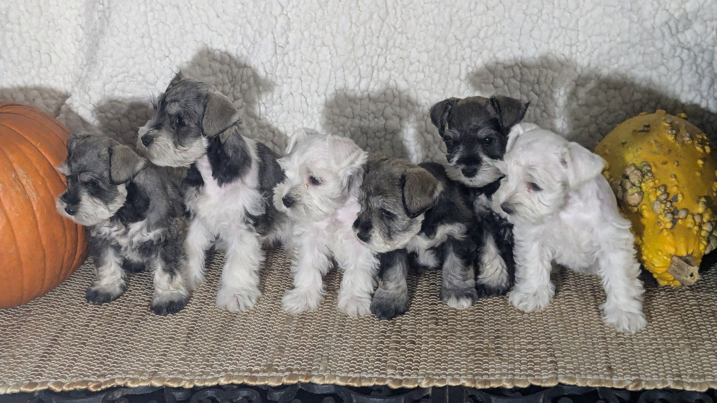 MINI SCHNAUZER (09/23) MALE
