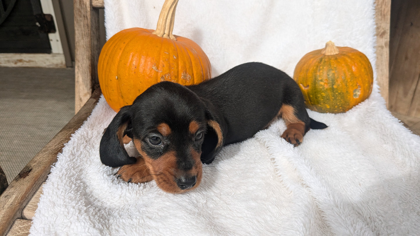 MINI DACHSHUND (08/13) MALE
