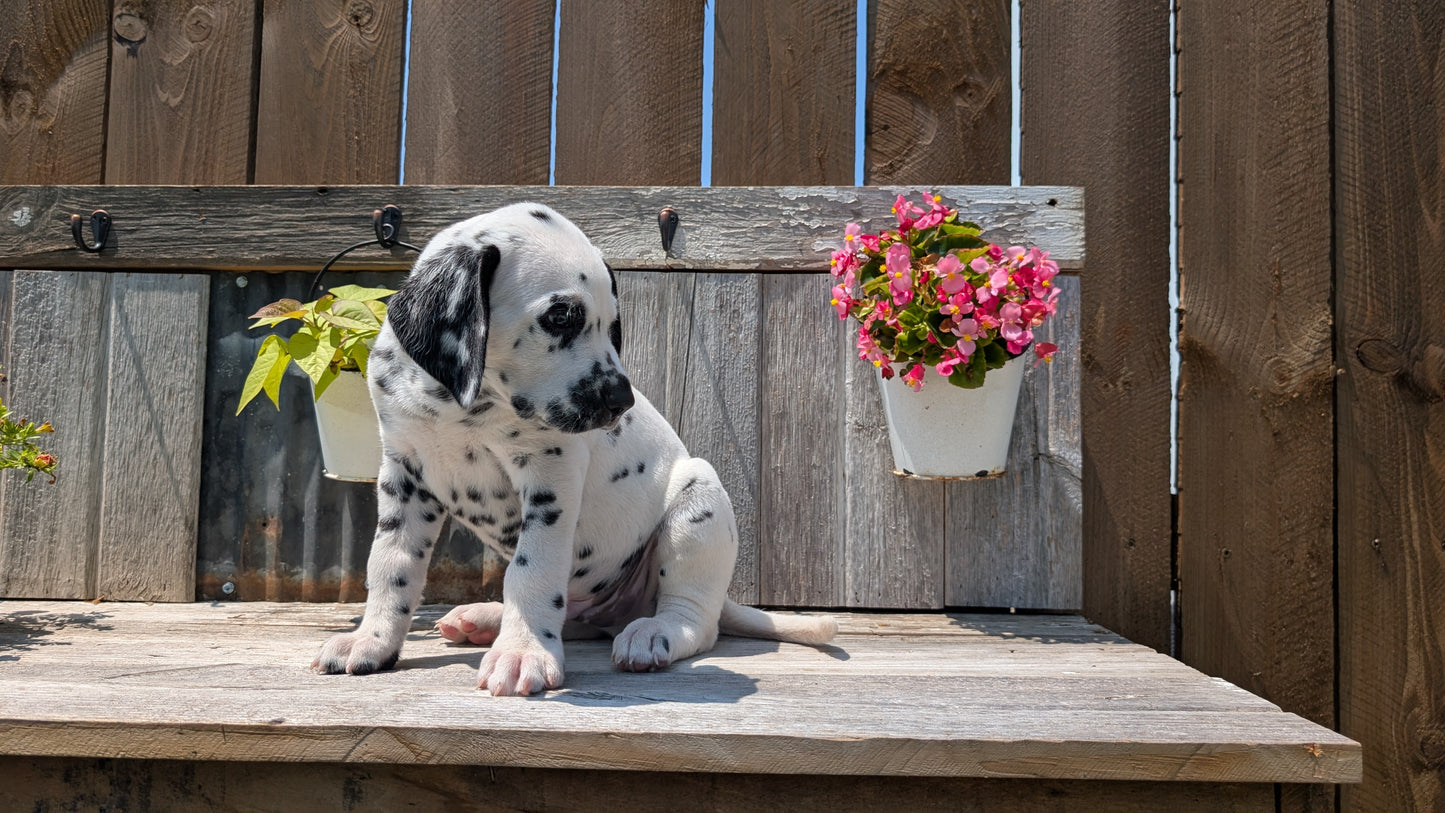 DALMATIAN (06/09) MALE