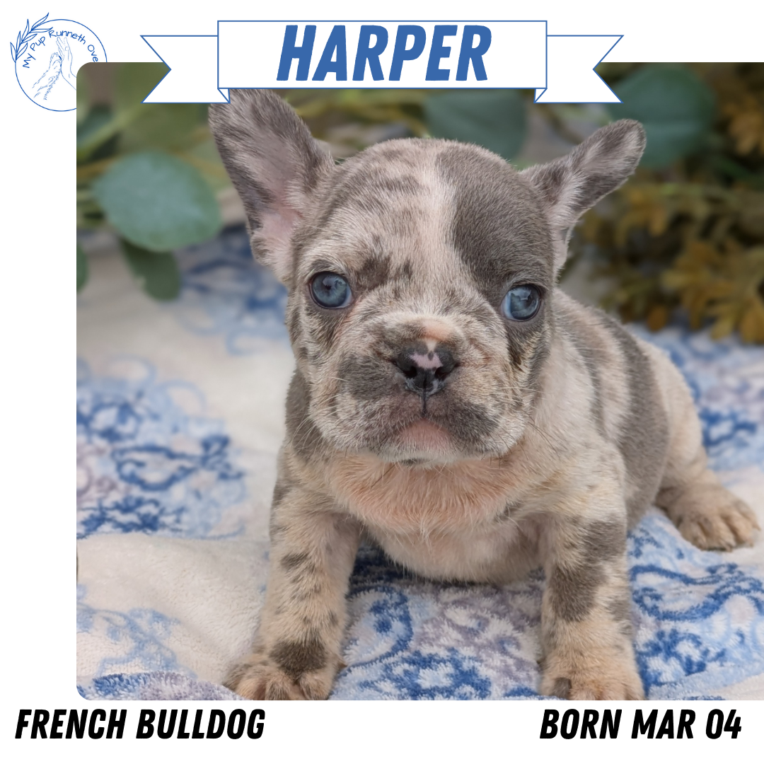 FRENCH BULLDOG (03/04) FEMALE