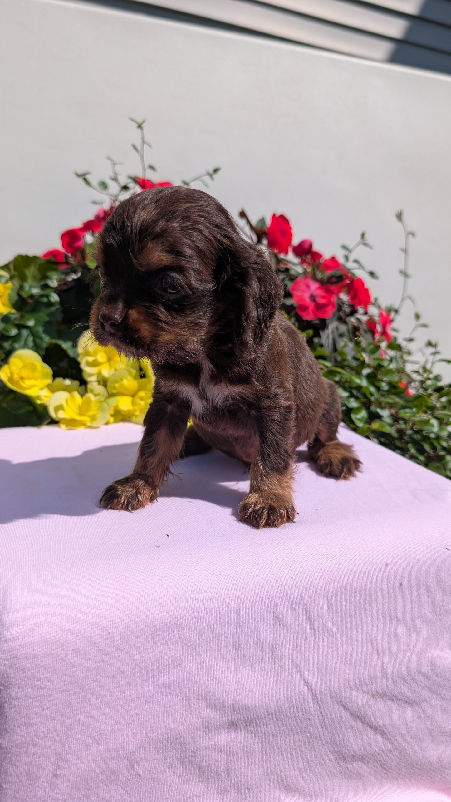 COCKER SPANIEL (07/16) MALE