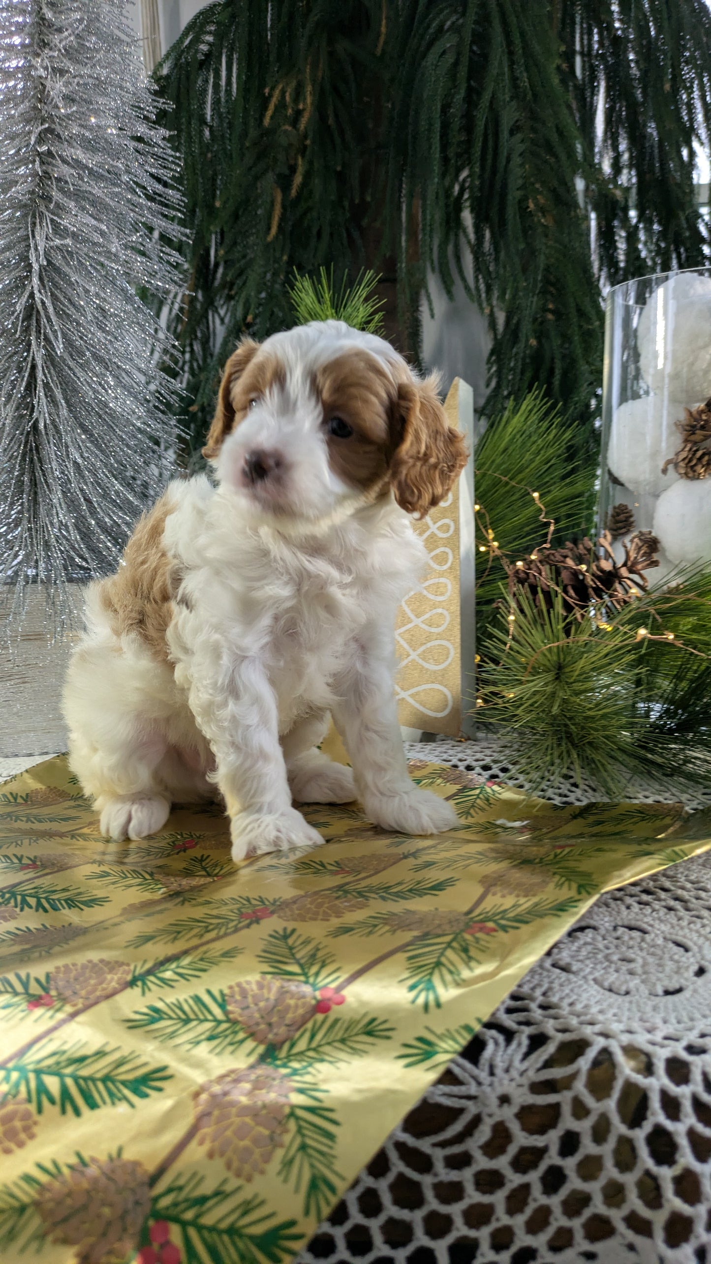 CAVAPOO (10/10) MALE