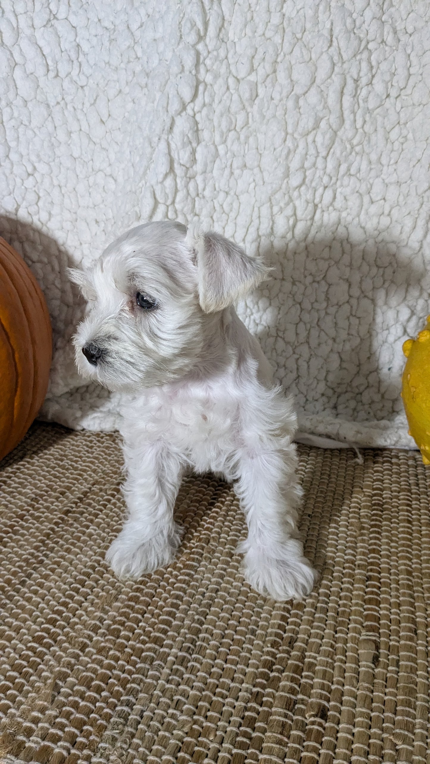 MINI SCHNAUZER (09/23) FEMALE