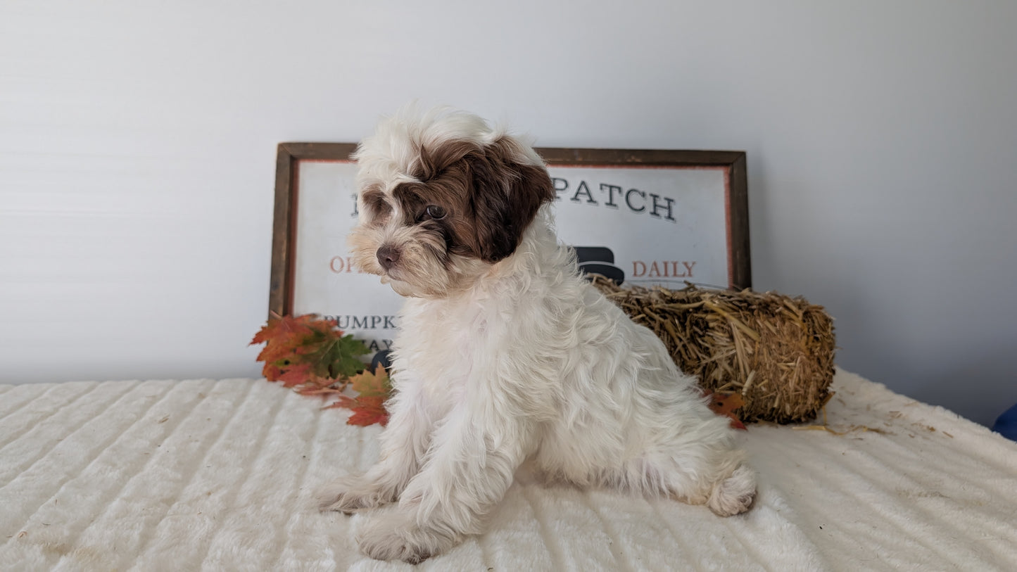 SHIHPOO (07/26) FEMALE