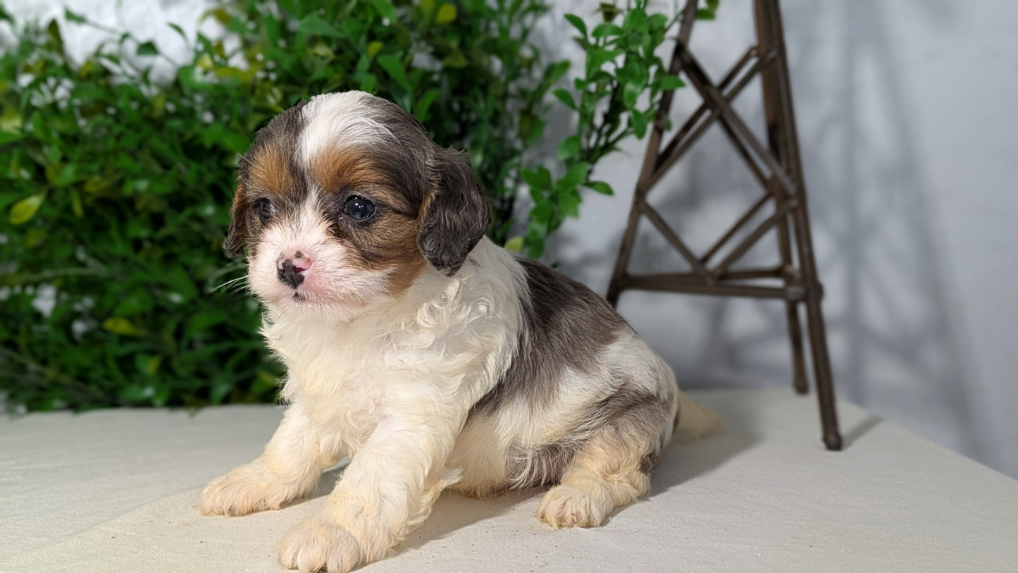 CAVAPOO (02/17) MALE