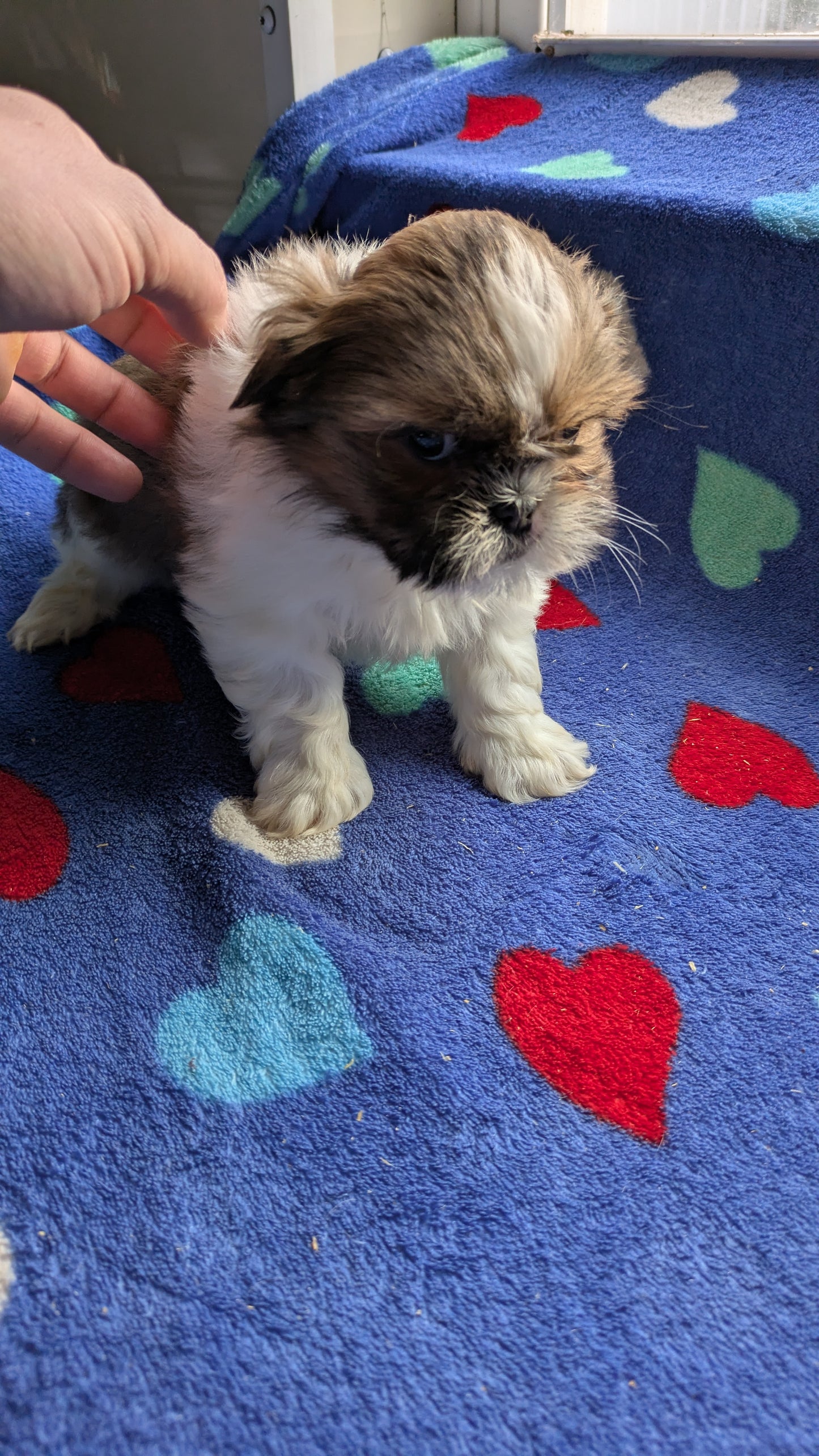 SHIH TZU (10/23) MALE