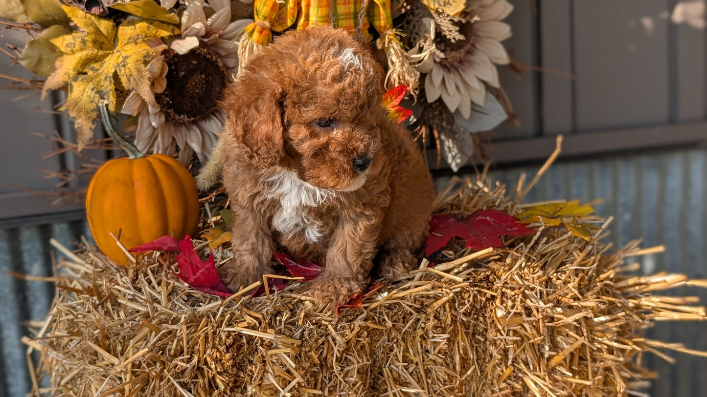 CAVAPOO (07/26) MALE
