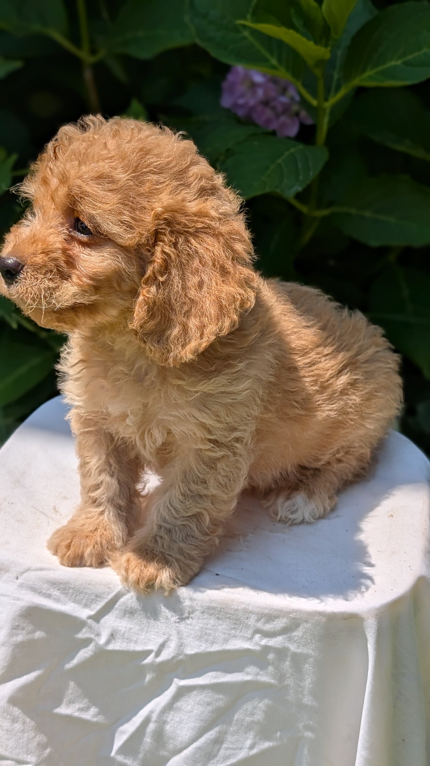 CAVAPOO (05/23) MALE