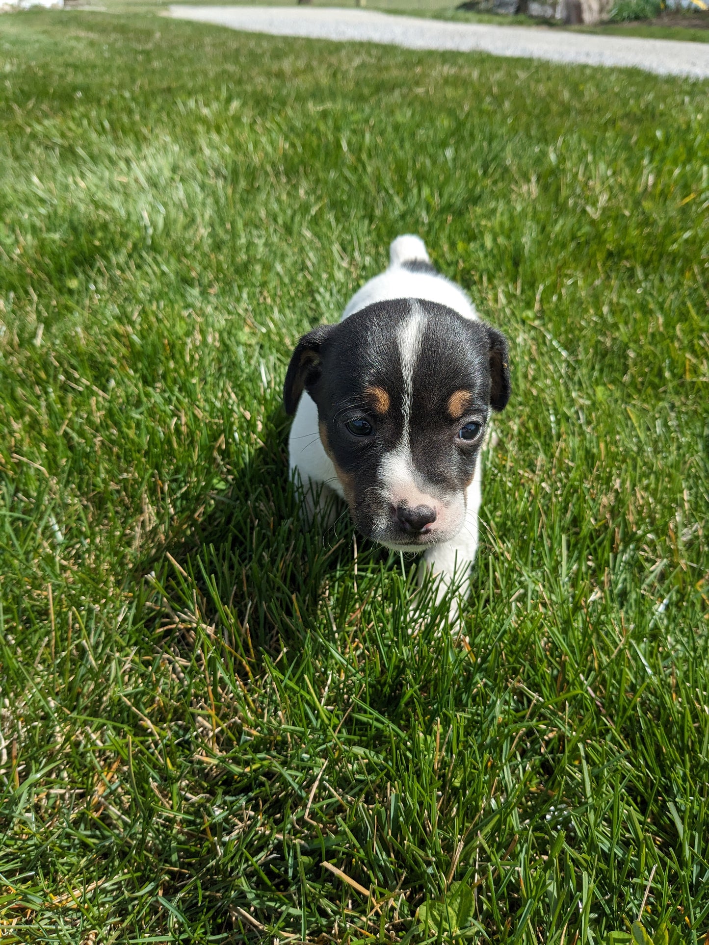 JACK RUSSELL TERRIER (03/08) FEMALE