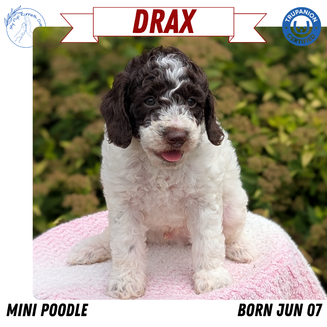MINI POODLE (06/07) MALE