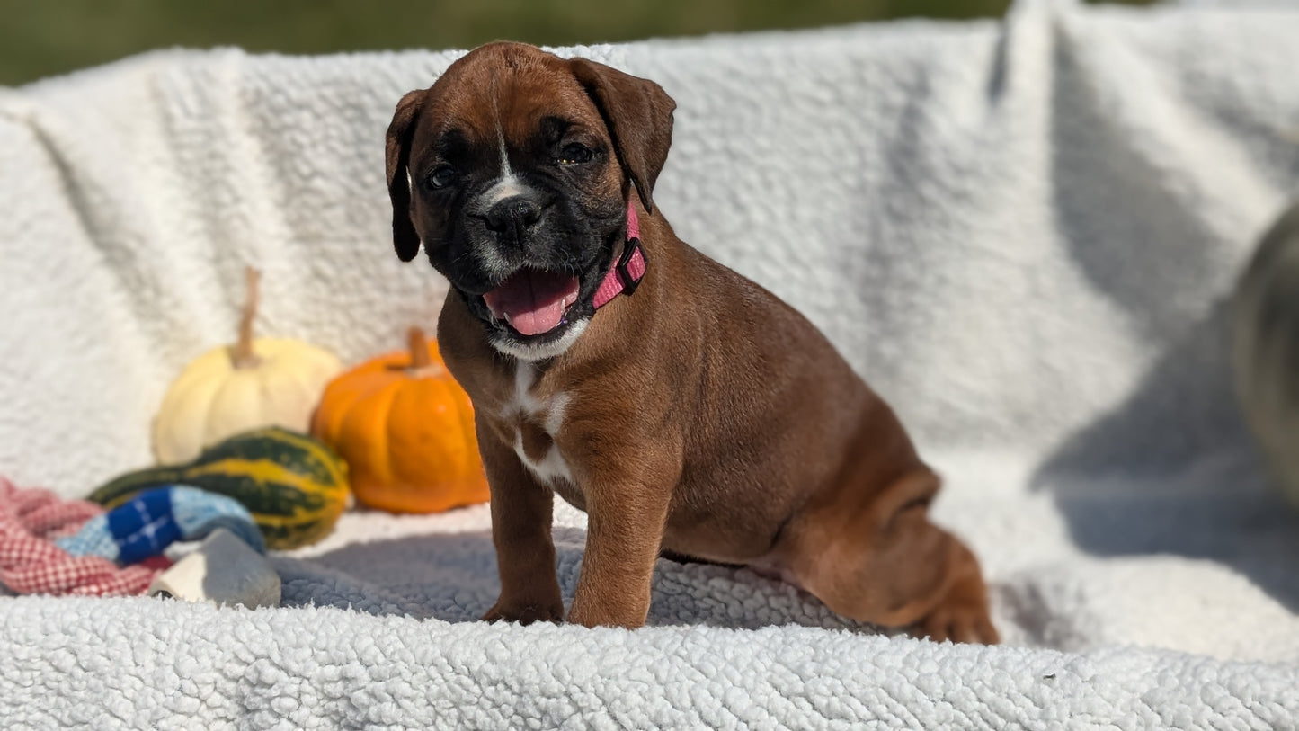 BOXER (08/27) FEMALE