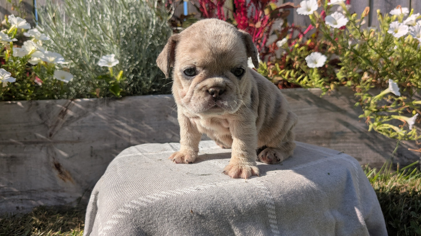 FRENCH BULLDOG (07/03) FEMALE