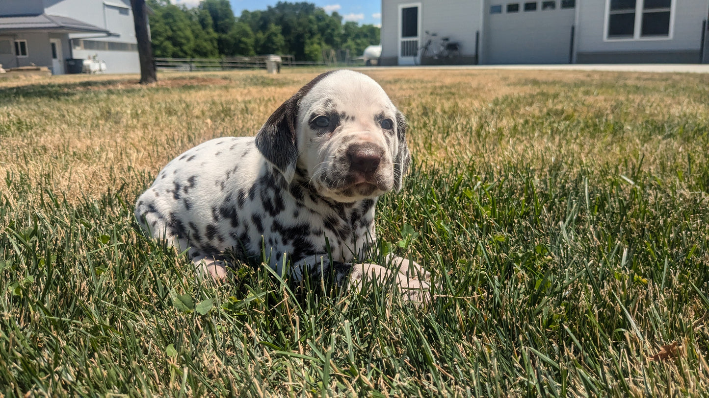DALMATIAN (05/26) FEMALE