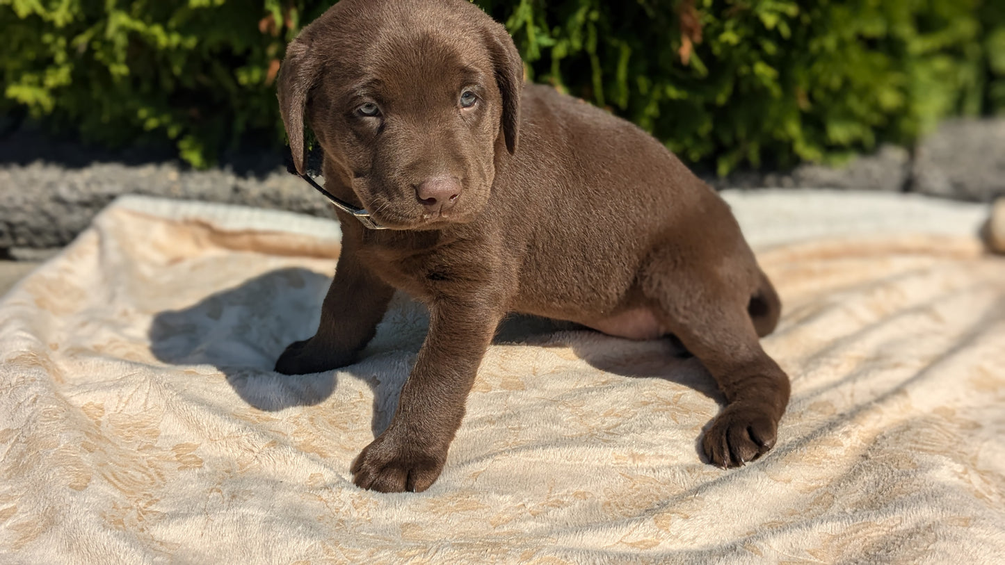 LABRADOR RETRIEVER (08/05) FEMALE