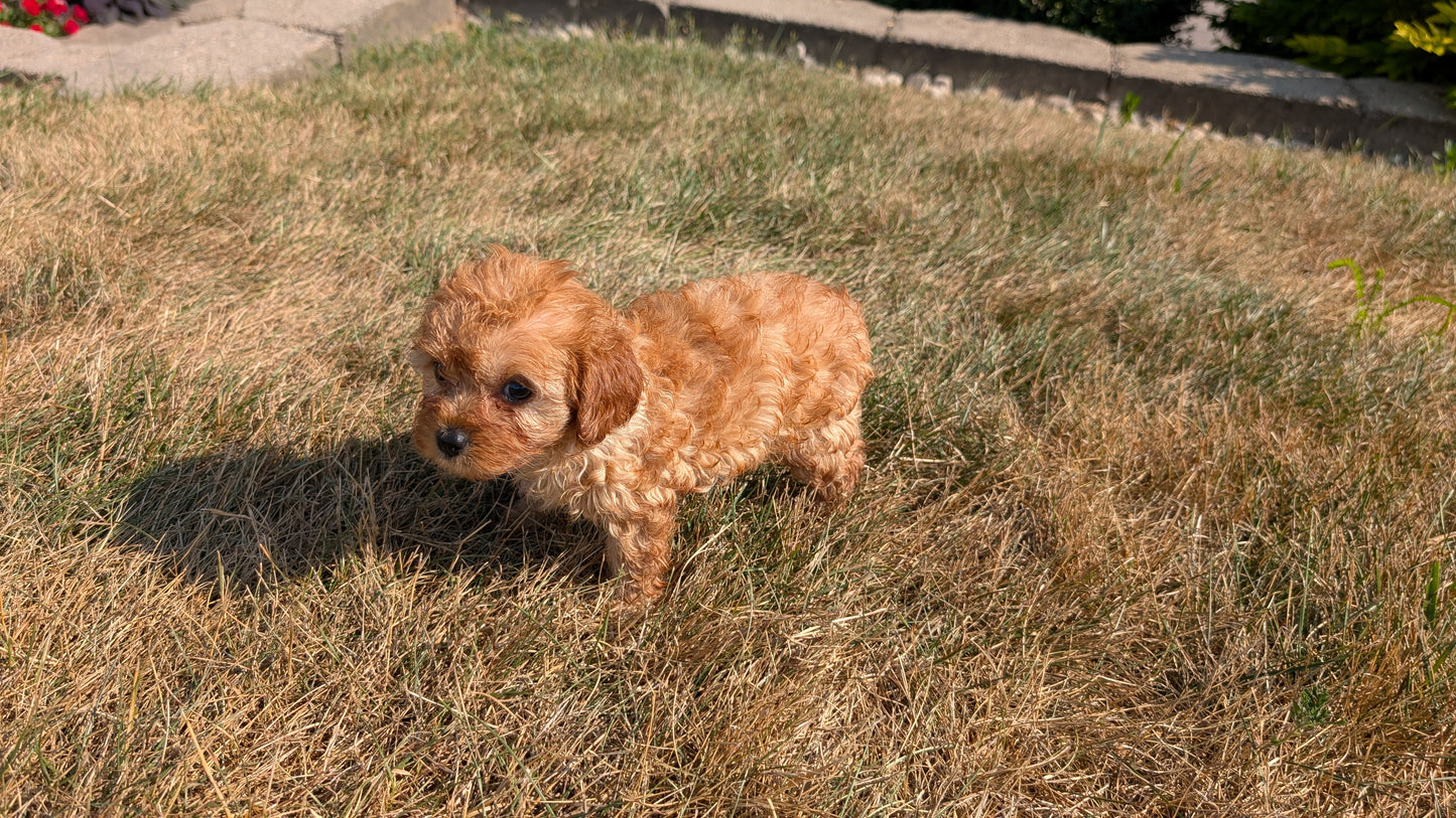 CAVAPOO (05/29) FEMALE