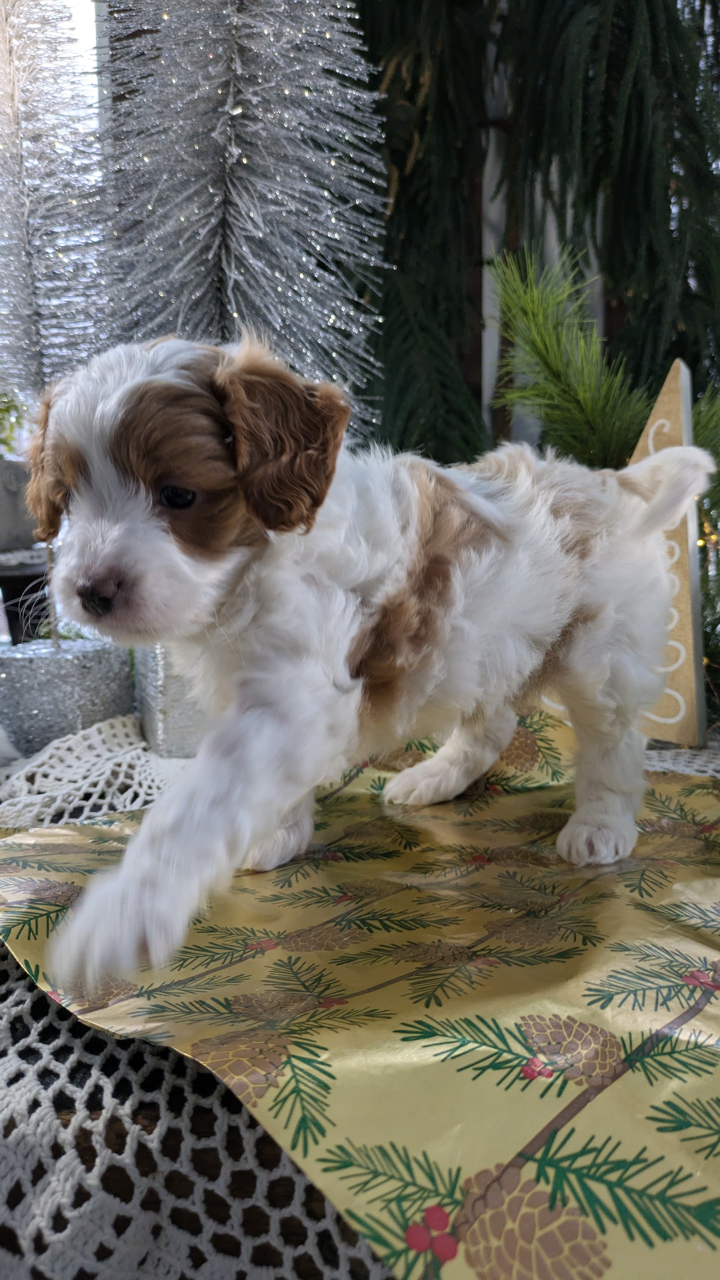 CAVAPOO (10/10) MALE