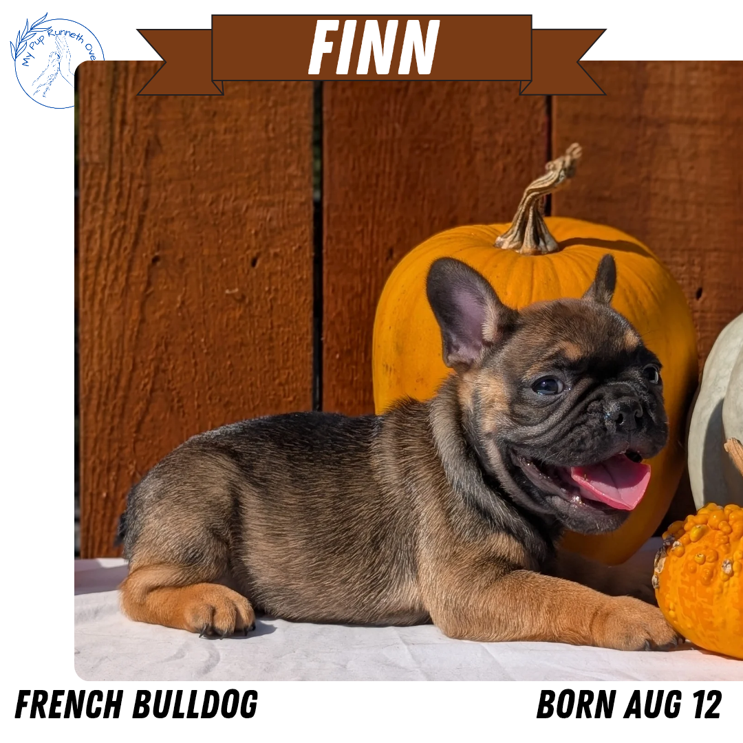 FRENCH BULLDOG (08/12) MALE