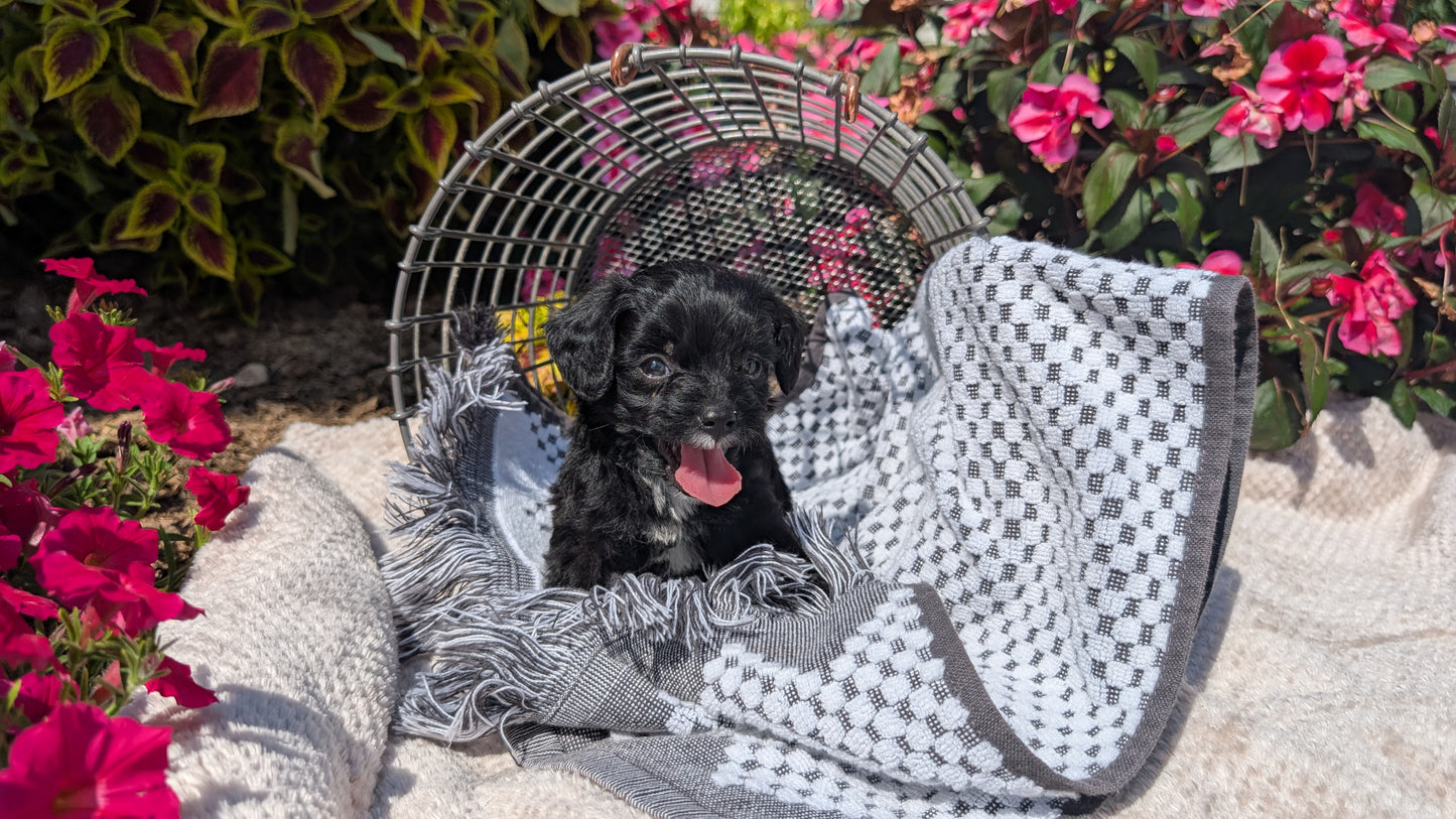 CAVAPOO (06/28) MALE