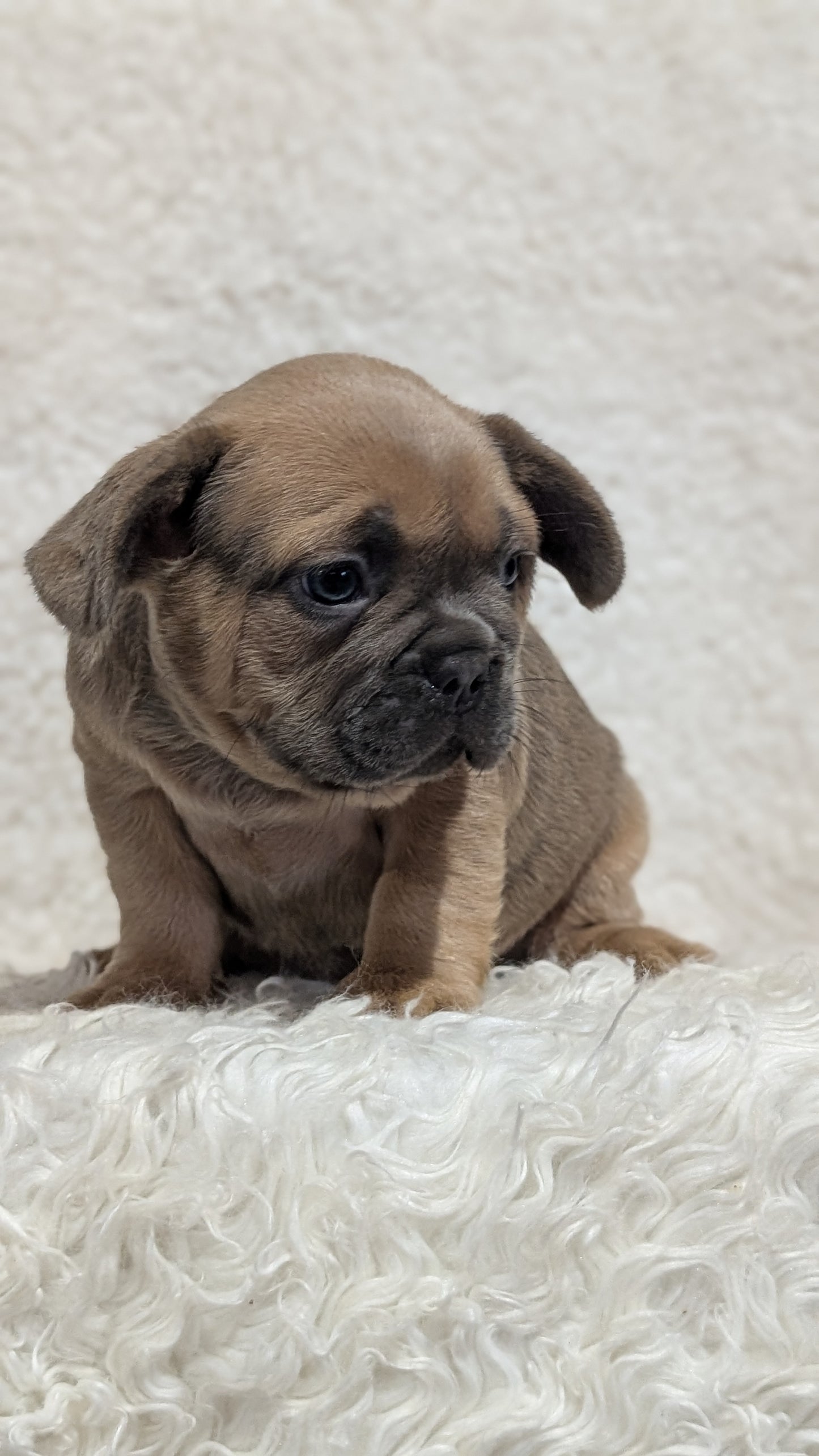 FRENCH BULLDOG (JUN 29) MALES