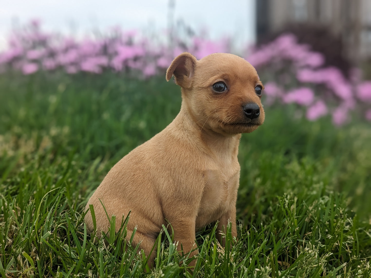 MINI PINSCHER (04/10) FEMALE