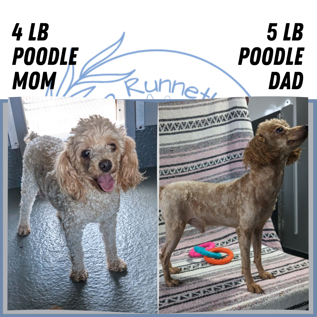 TOY POODLE (05/31) FEMALE