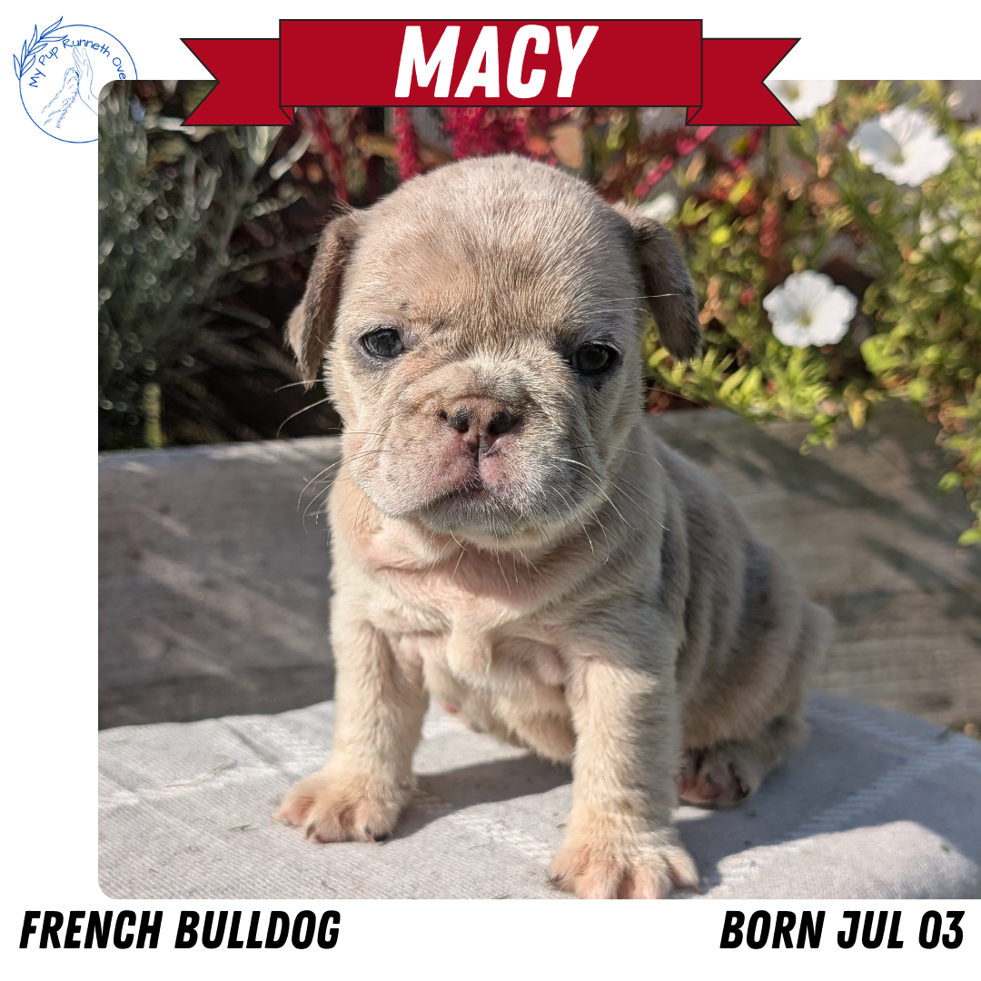 FRENCH BULLDOG (07/03) FEMALE