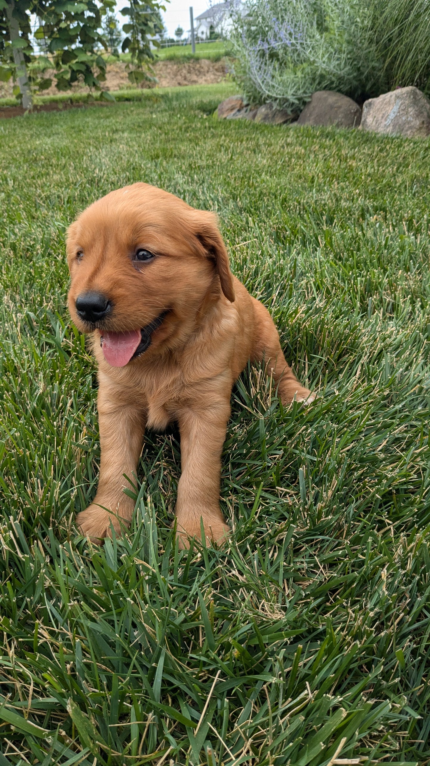 GOLDEN RETRIEVER (05/25) MALE