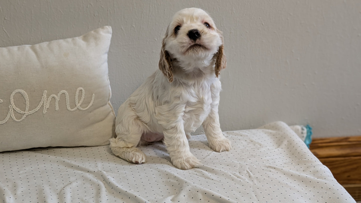 COCKER SPANIEL (02/14) FEMALE