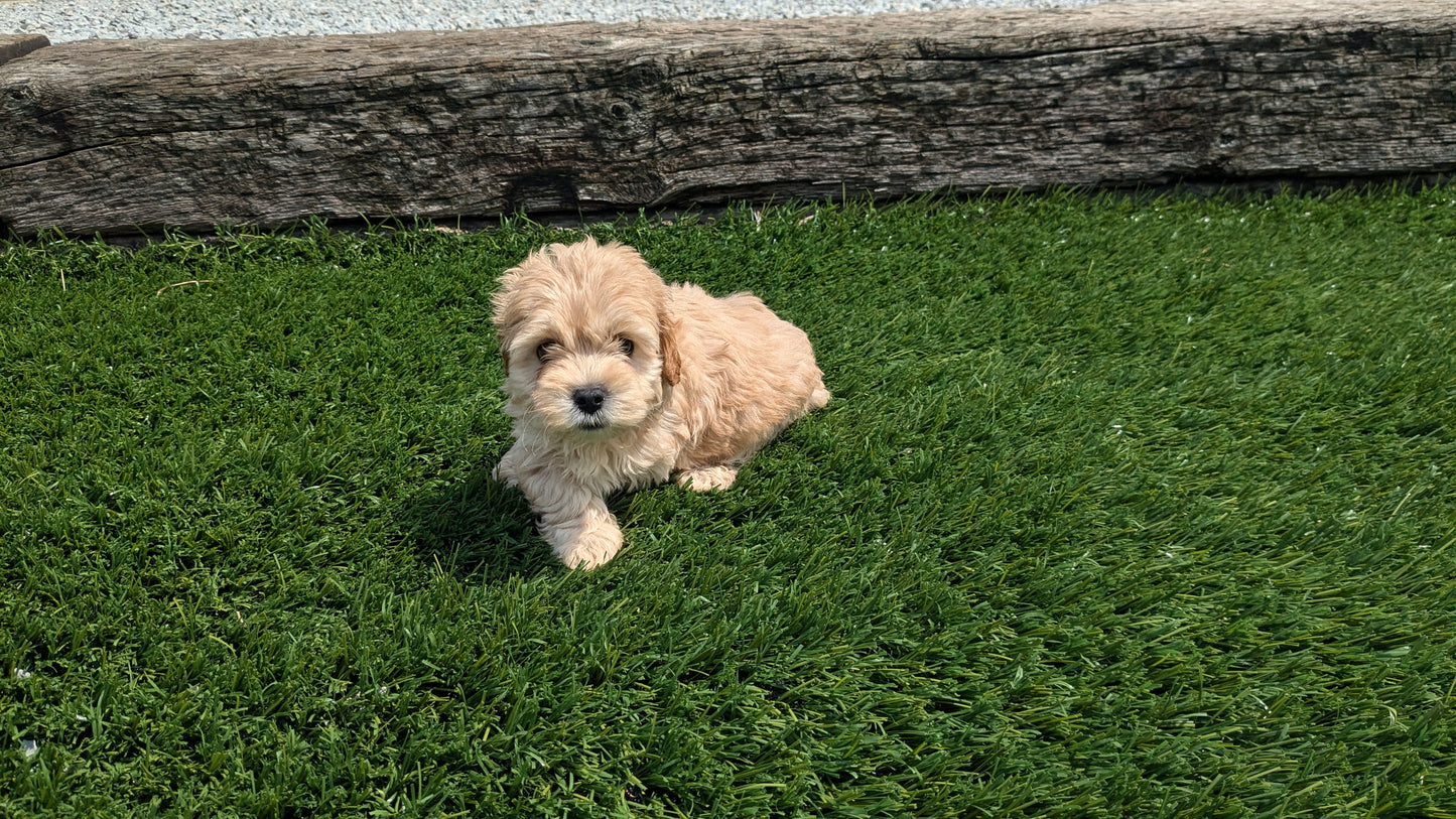 COCKAPOO (06/28) MALE