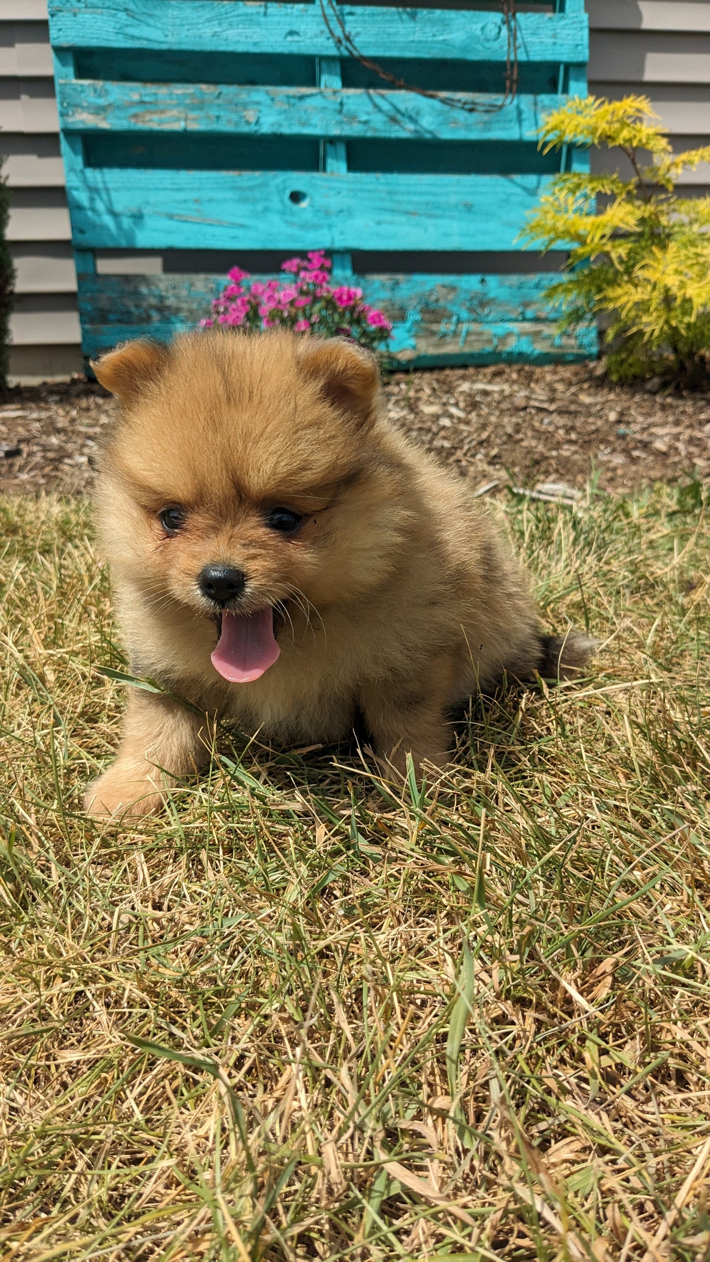 POMERANIAN (05/02) FEMALE