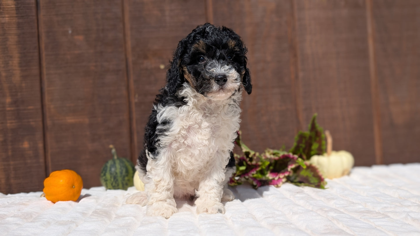 MINI BERNEDOODLE (08/06) FEMALE