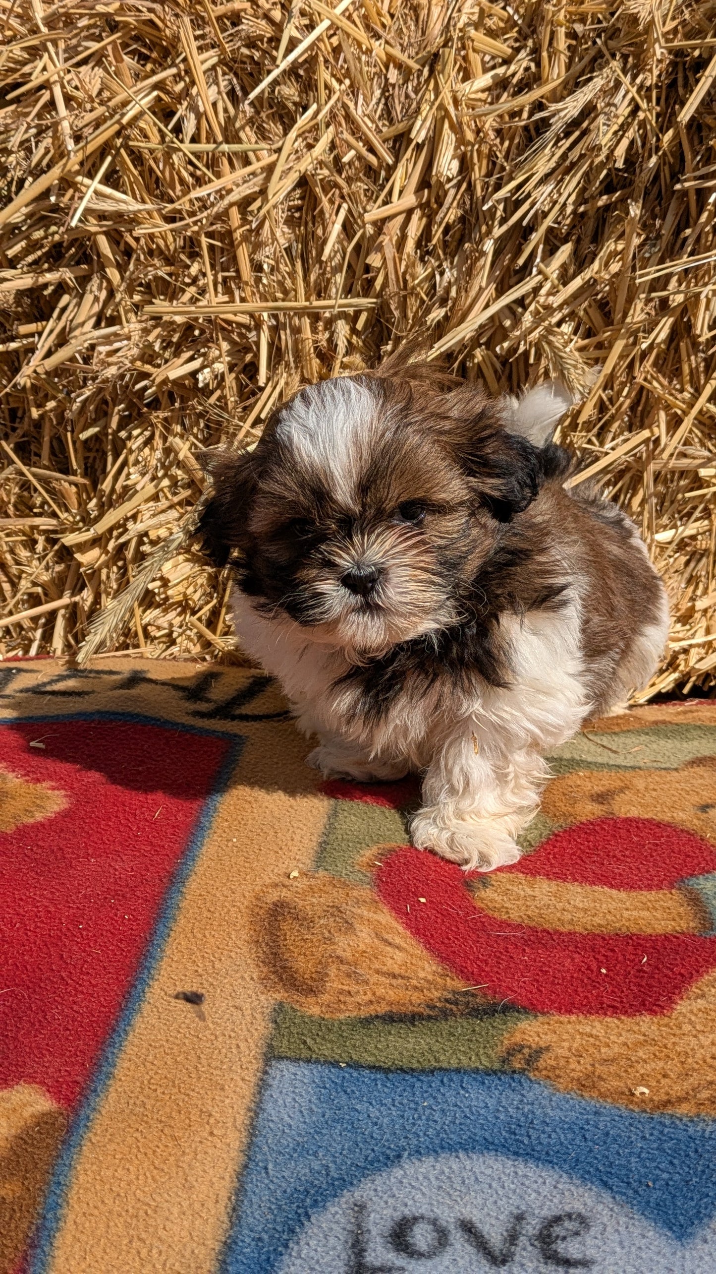 SHIH TZU (02/01) MALE