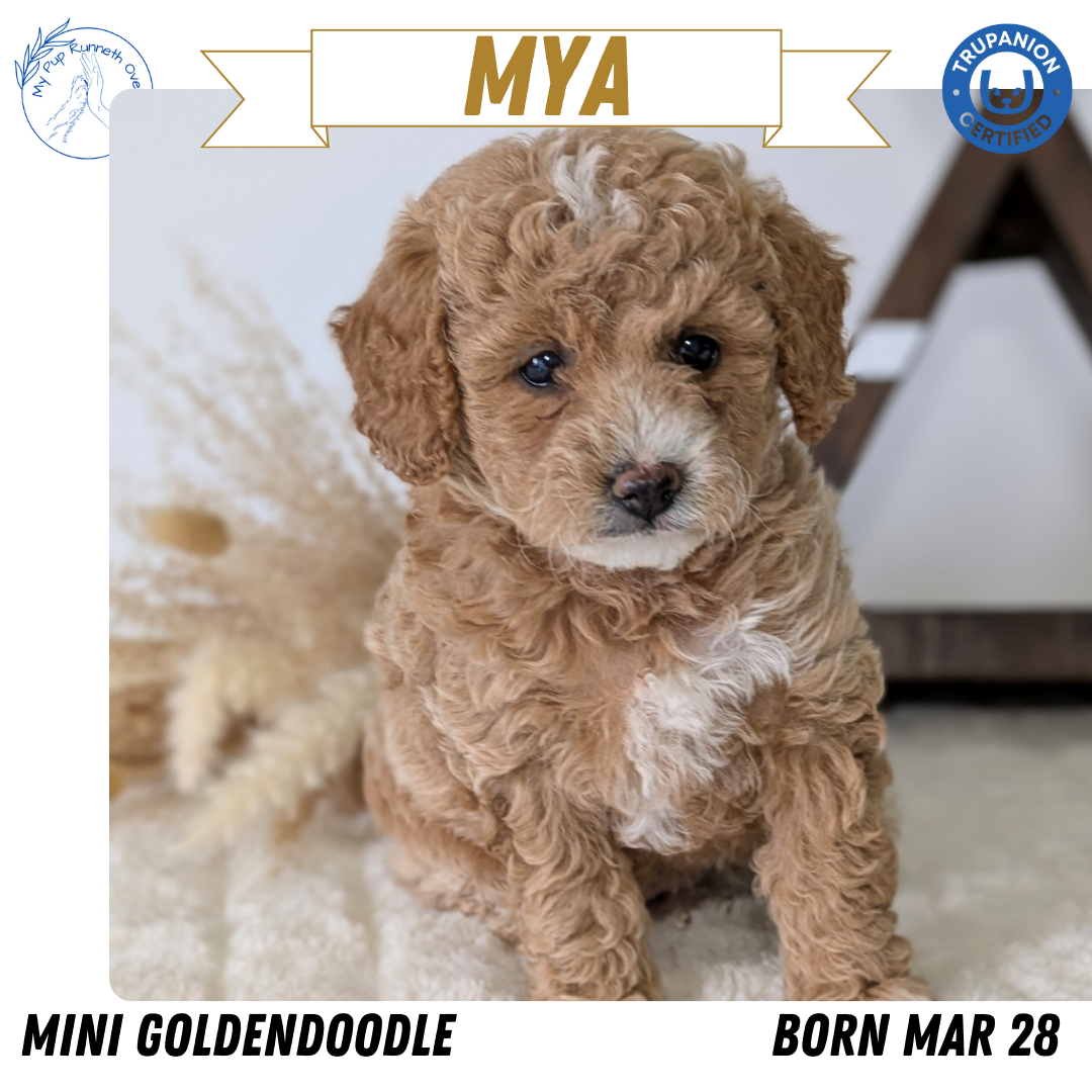 MINI GOLDENDOODLE (03/28) FEMALE