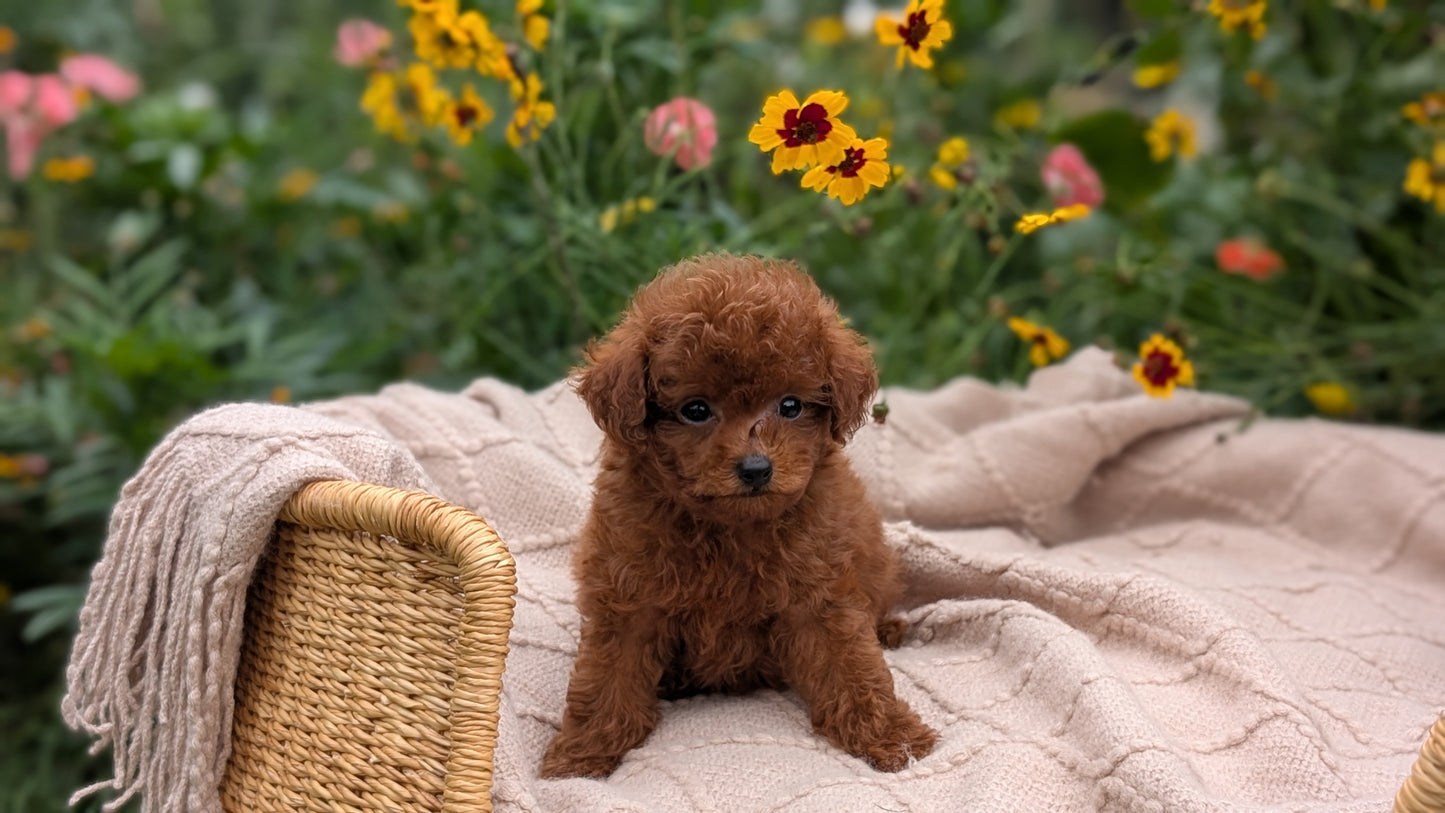 TOY POODLE (07/01) MALE