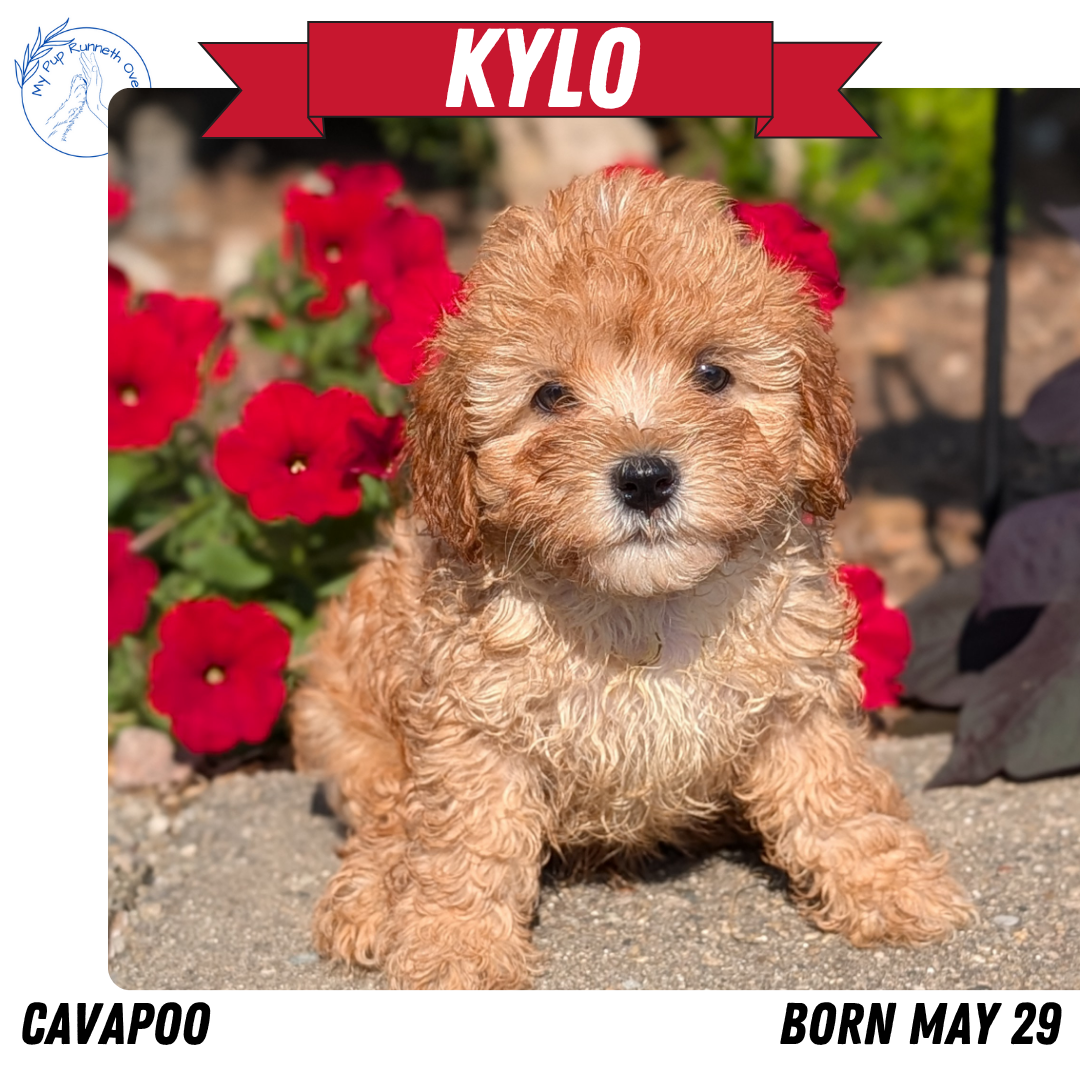 CAVAPOO (05/29) MALE