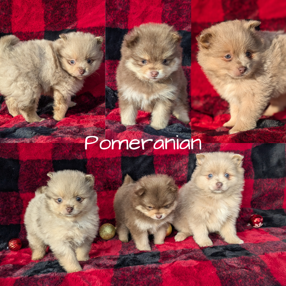 POMERANIAM (10/01) MALE