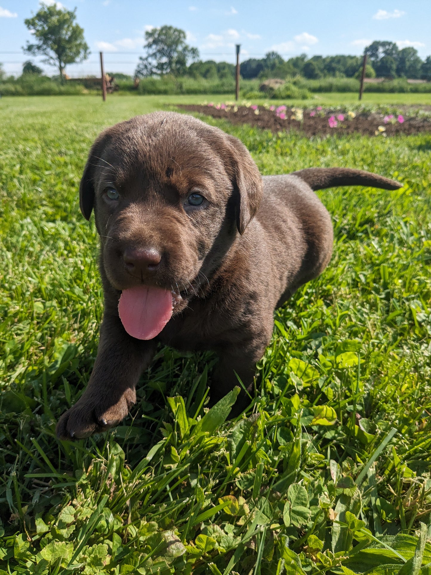 CHOCOLATE LAB (04/21) MALE