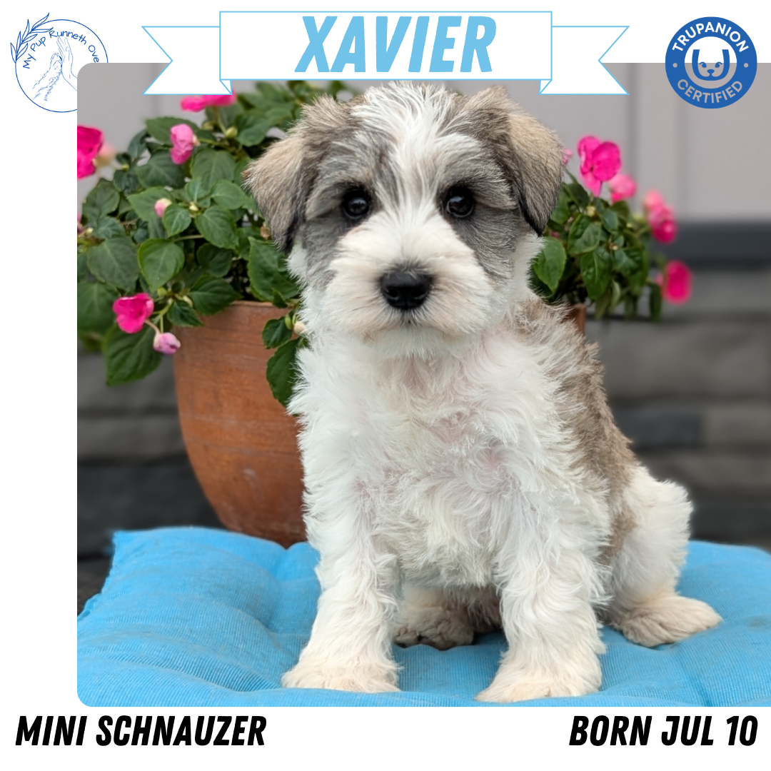MINI SCHNAUZER (07/10) MALE