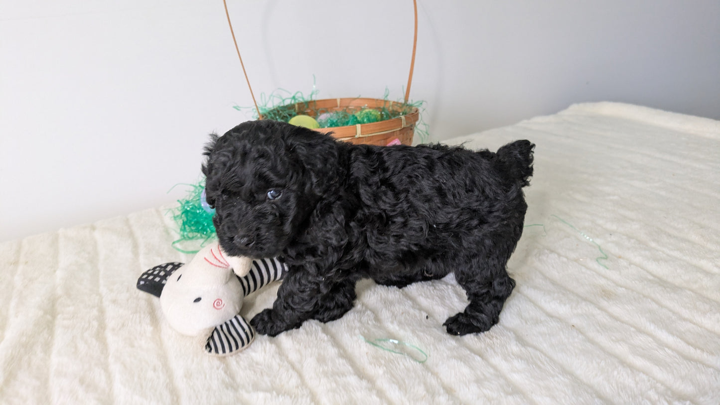 MINI POODLE (03/13) MALE