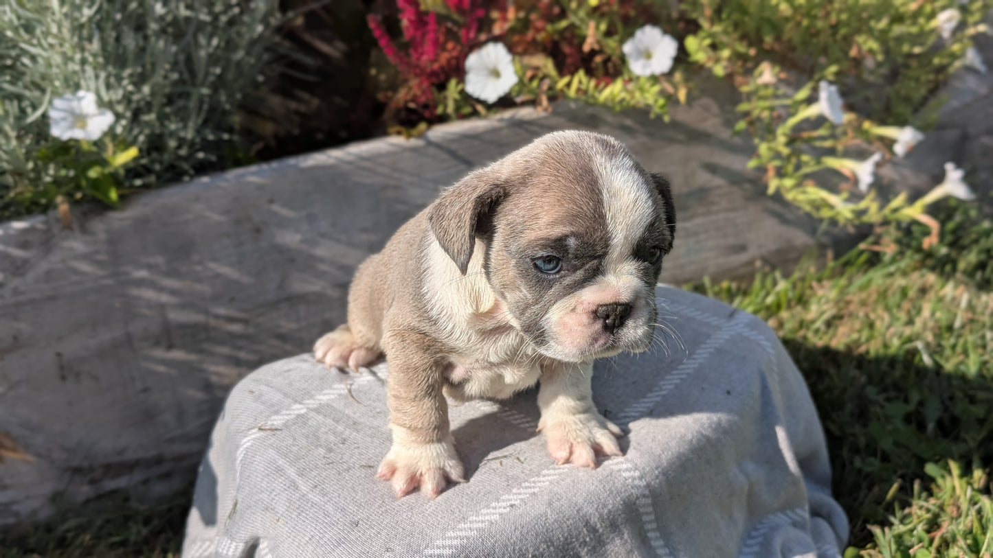 FRENCH BULLDOG (07/03) FEMALE