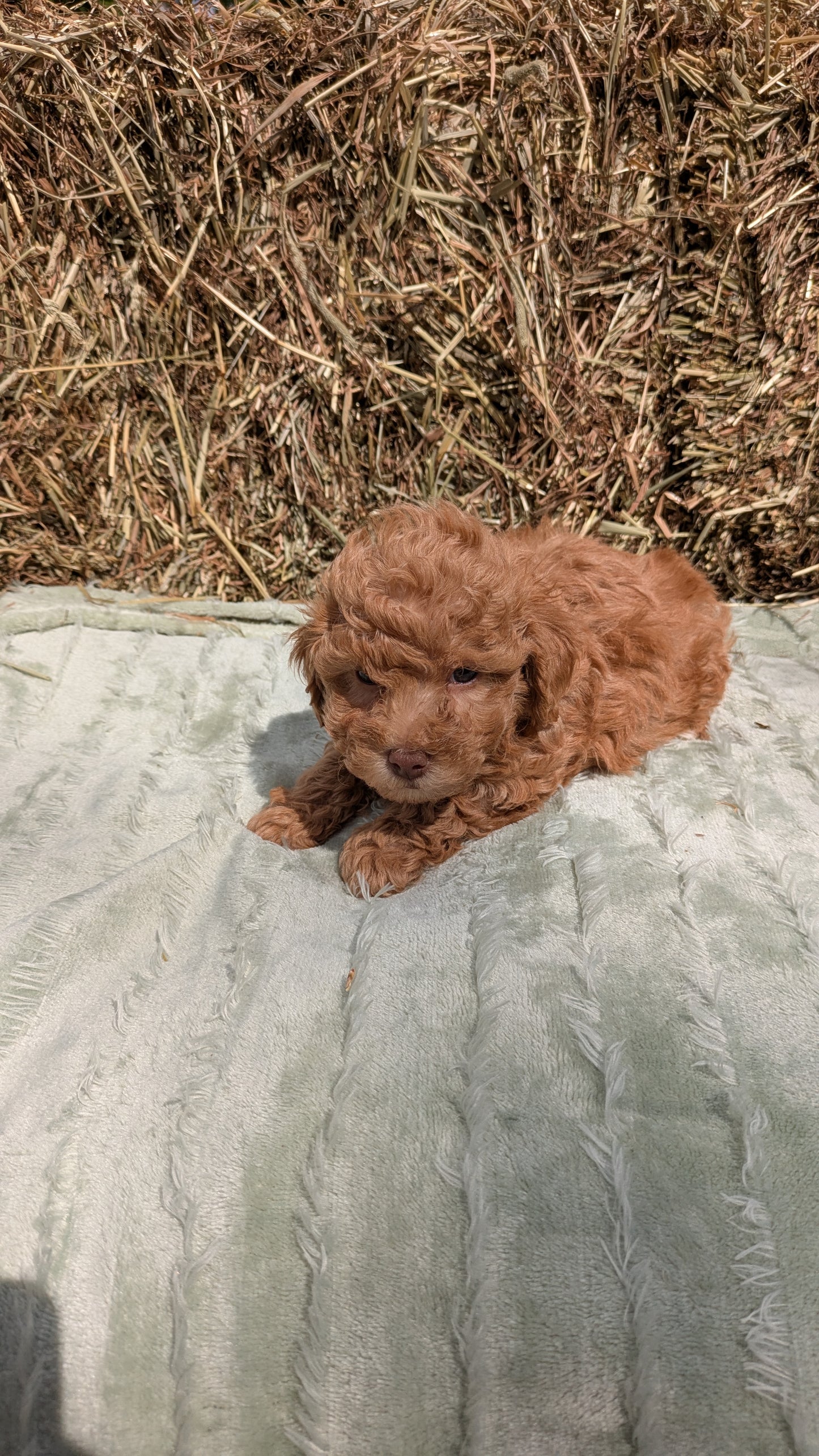 MINI POODLE (03/18) MALE