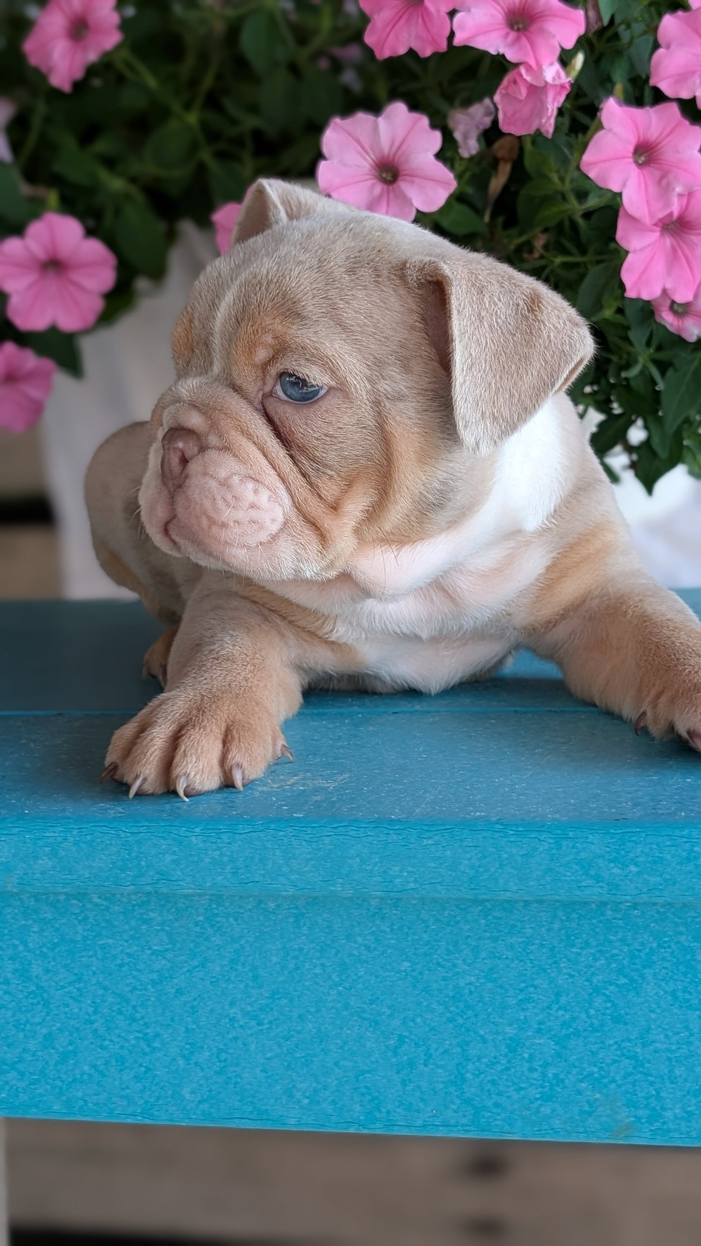 ENGLISH BULLDOG (06/30) MALE