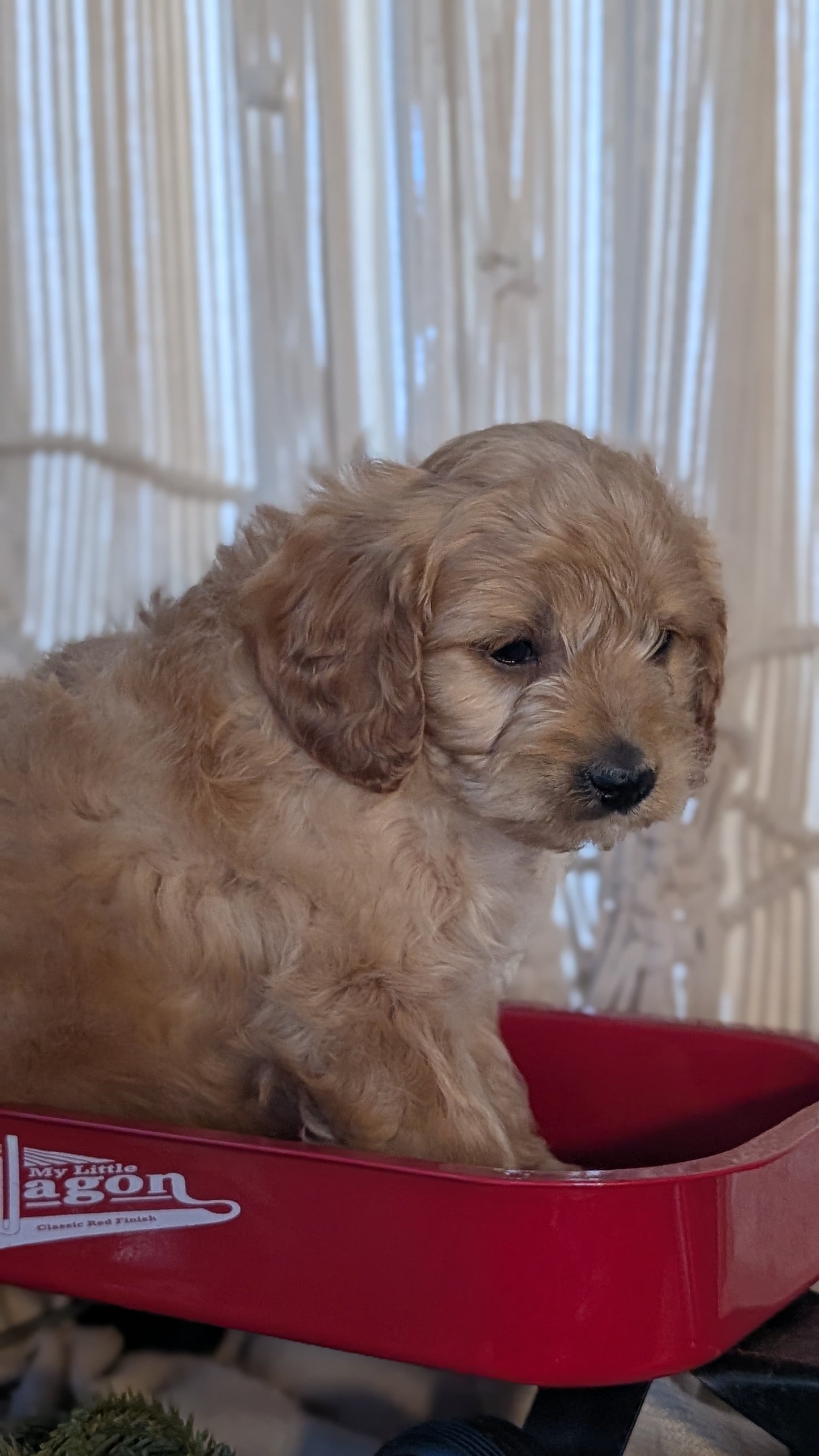 CAVAPOO (NOV 17) MALES