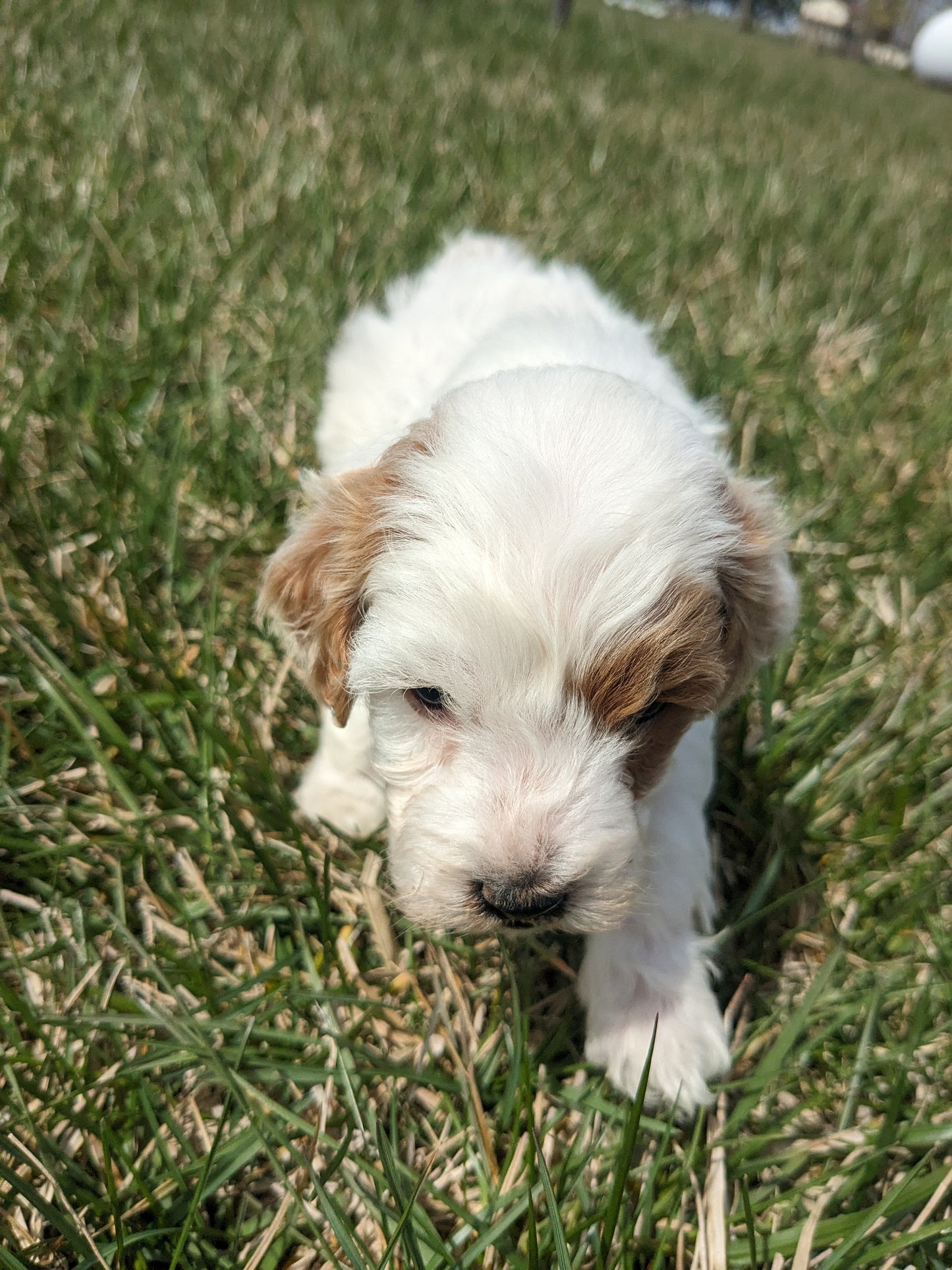 COCKAPOO (03/09) FEMALE