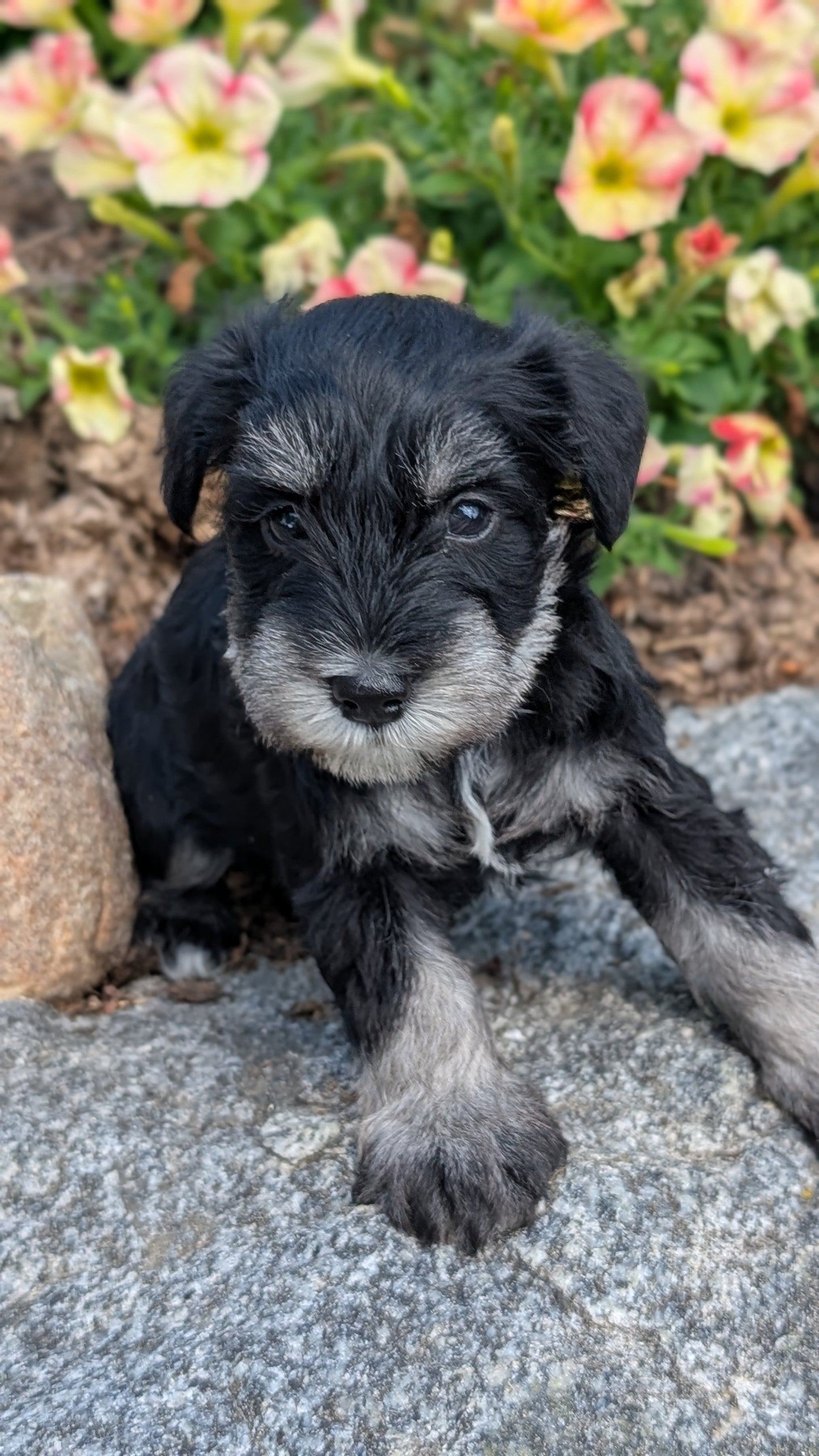MINI SCHNAUZER (05/29) MALE