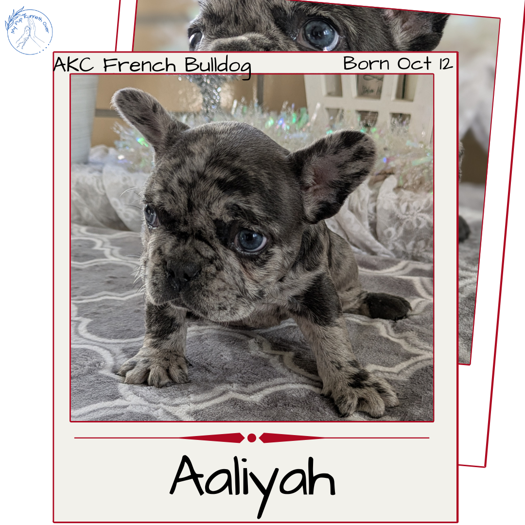FRENCH BULLDOG (10/12) FEMALE