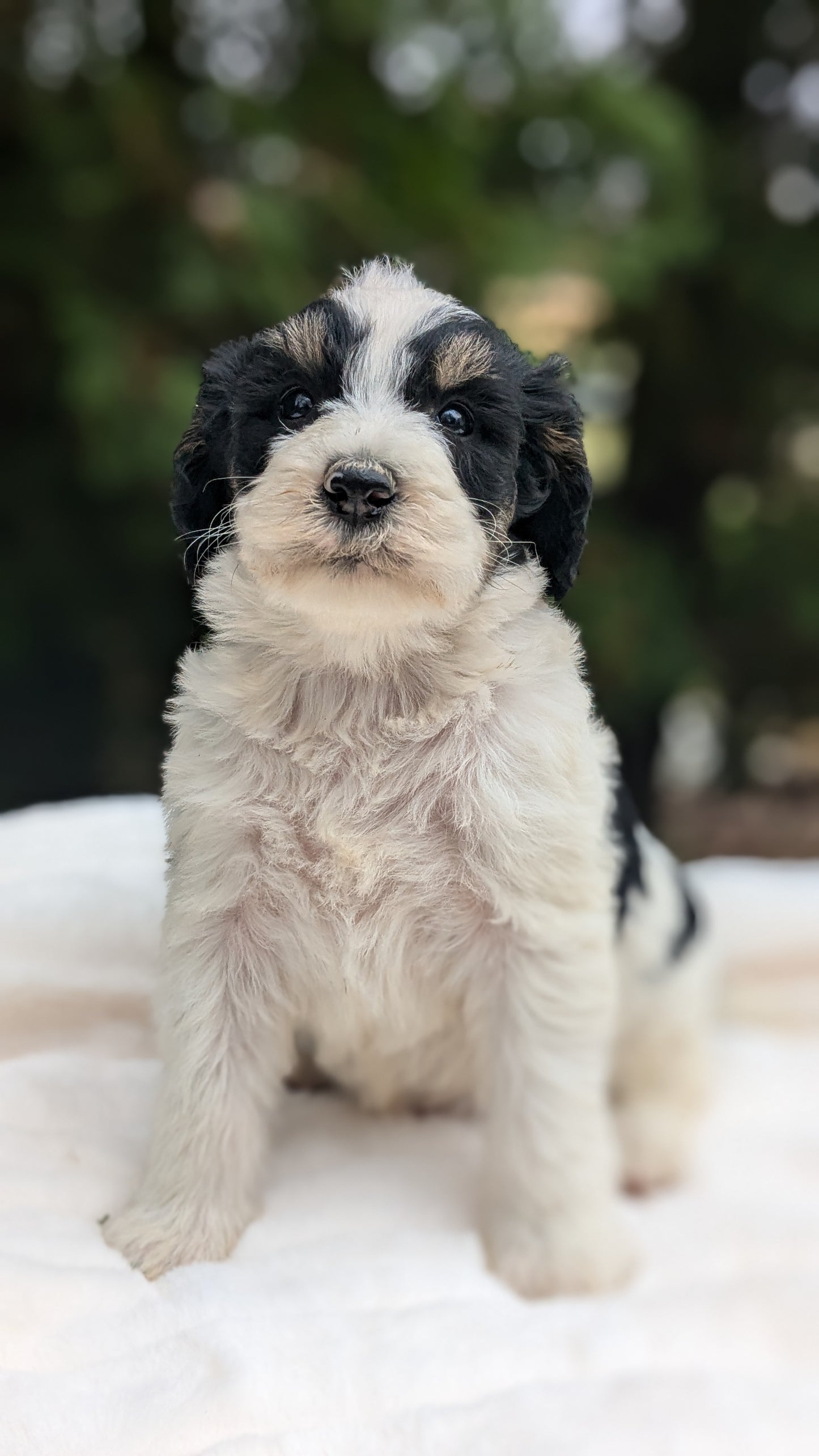 MINI BERNEDOODLE (09/24) MALE