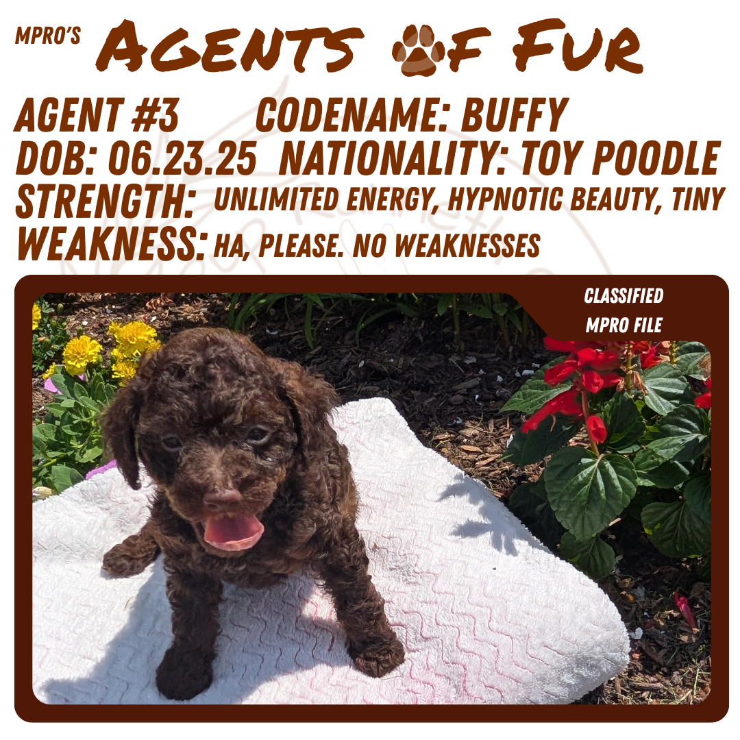 TOY POODLE (06/23) FEMALE